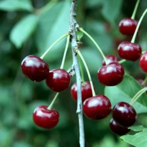 Prunus cerasus ‘Tamaris‘ (Vyšnia paprastoji)