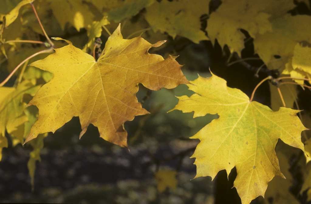 Acer platanoides ‘Columnare‘ (Klevas paprastasis)