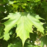 Acer platanoides ‘Columnare‘ (Klevas paprastasis)