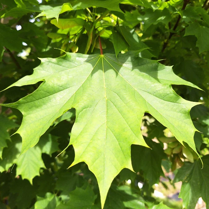 Acer platanoides ‘Columnare‘ (Klevas paprastasis)