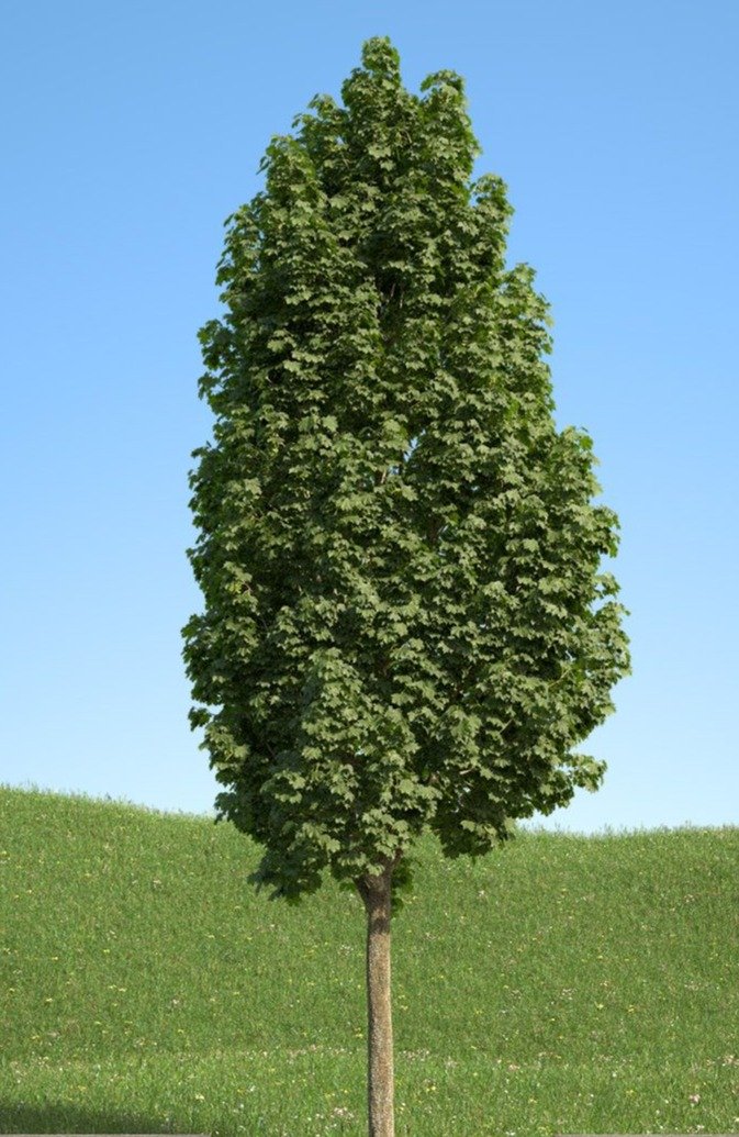 Acer platanoides ‘Columnare‘ (Klevas paprastasis)