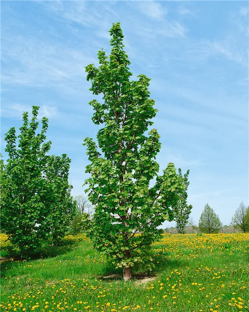 Acer platanoides ‘Columnare‘ (Klevas paprastasis)