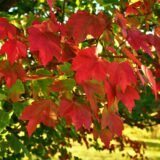 Acer rubrum ‘October Glory‘ (Klevas raudonasis)