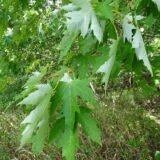 Acer sacharinum  (Klevas sidabrinis)