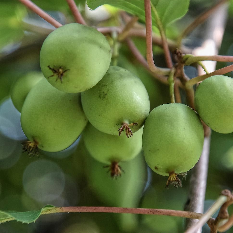Actinidia arguta ‘Geneva‘ (Aktinidija smailialapė) mot.