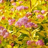 Spirea japonica ‘Goldflame‘ (Lanksva japoninė)