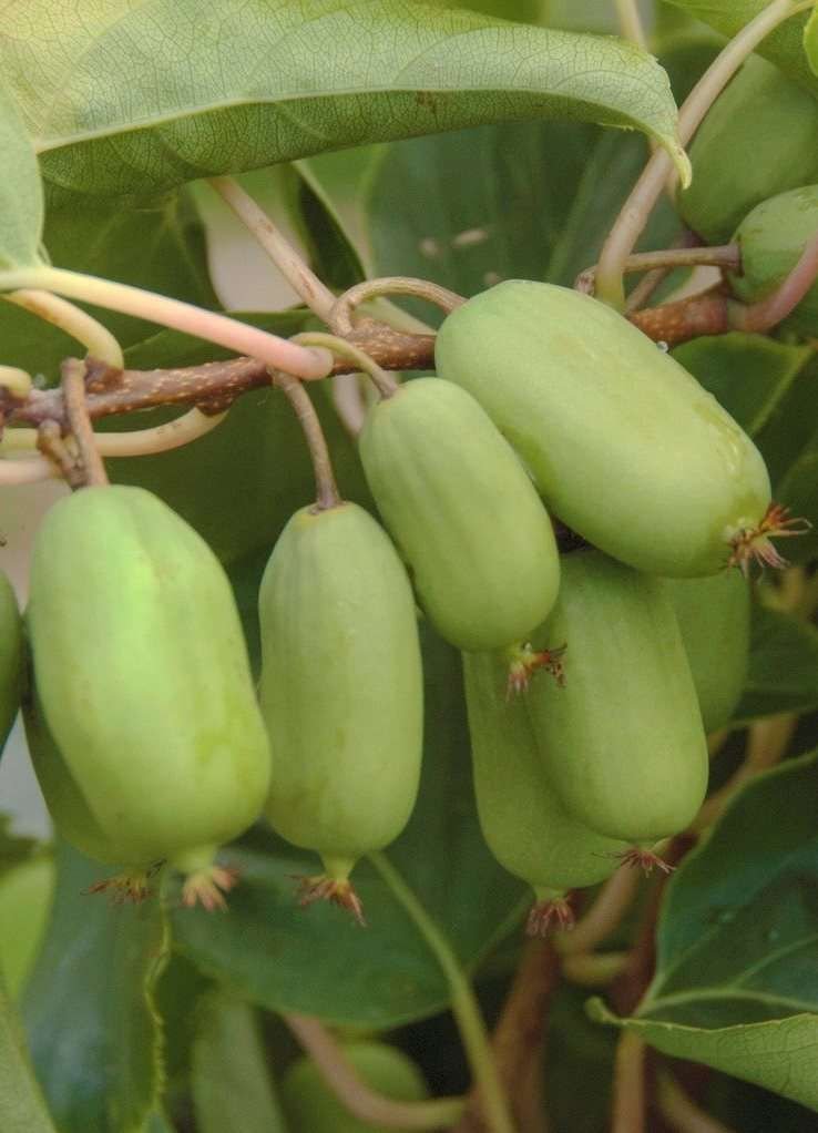 Actinidia arguta ‘Issai‘ (Aktinidija smailialapė)