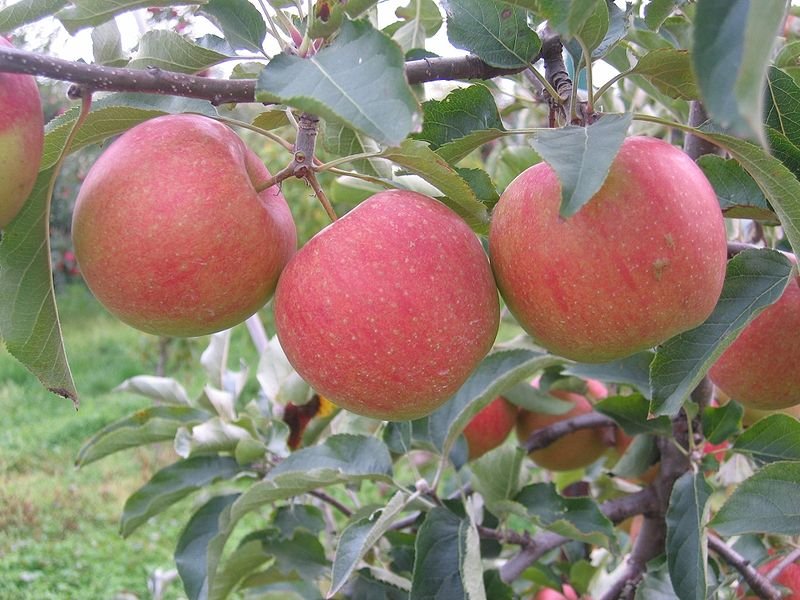 Malus domestica ‘Champion’ (Obelis naminė)