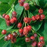 Amelanchier canadensis 'Rainbow Pillar' (Medlieva kanadinė)