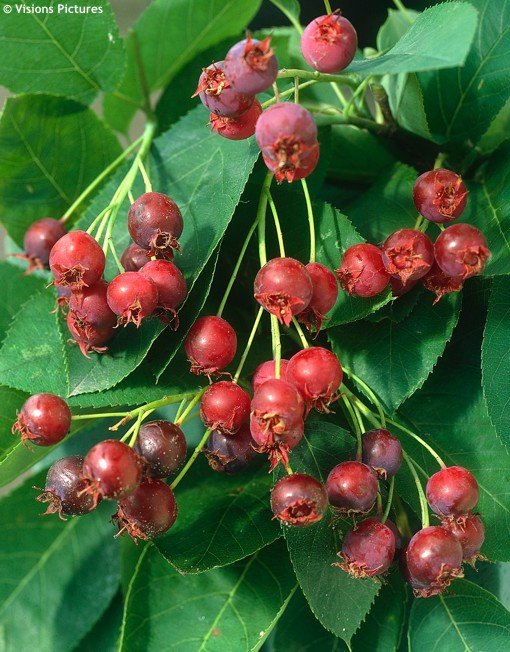 Amelanchier canadensis 'Rainbow Pillar' (Medlieva kanadinė)