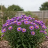 Aster ‘Purple Dome’ (Astras)