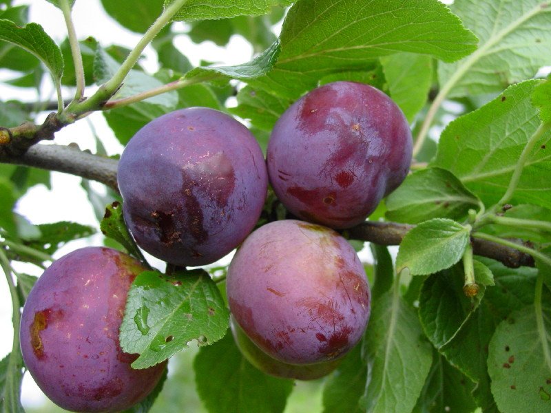 Prunus domestica ‘Ave‘ (Slyva naminė, koloninė)