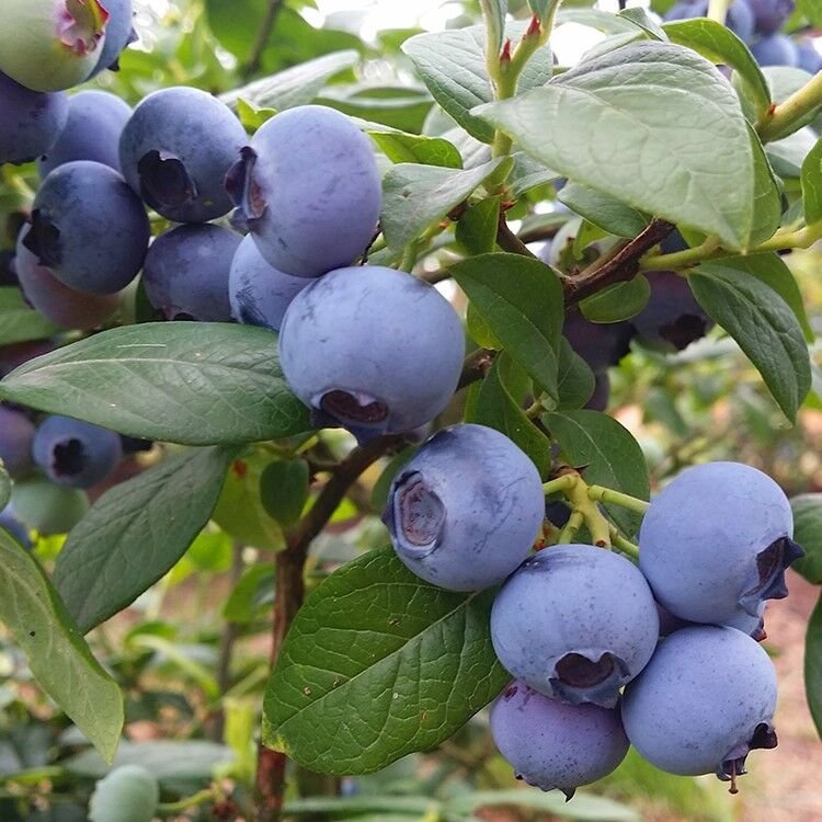 Vaccinium corymbosum ‘Bonus‘ (Šilauogė aukštoji)