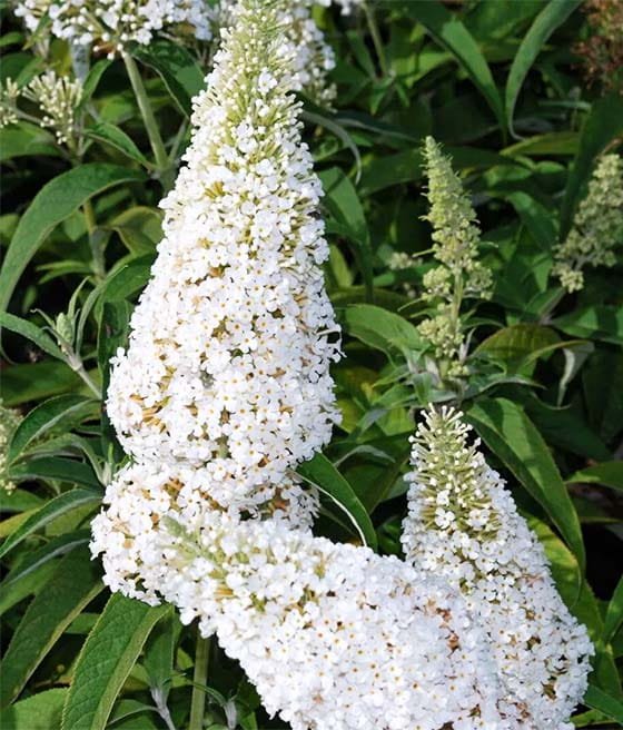 Buddlea davidii ‘White Ball‘ (Budlėja davido)