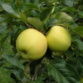 Malus domestica ‘Beržininkų ananasas’ (Obelis naminė)