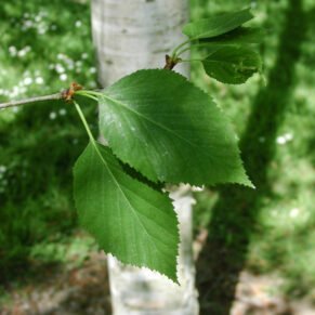 Betula albosinensis ‘Fascination‘ (Beržas rytinis)