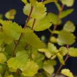 Betula nana ‘Golden Treasure‘ (Beržas keružinis)