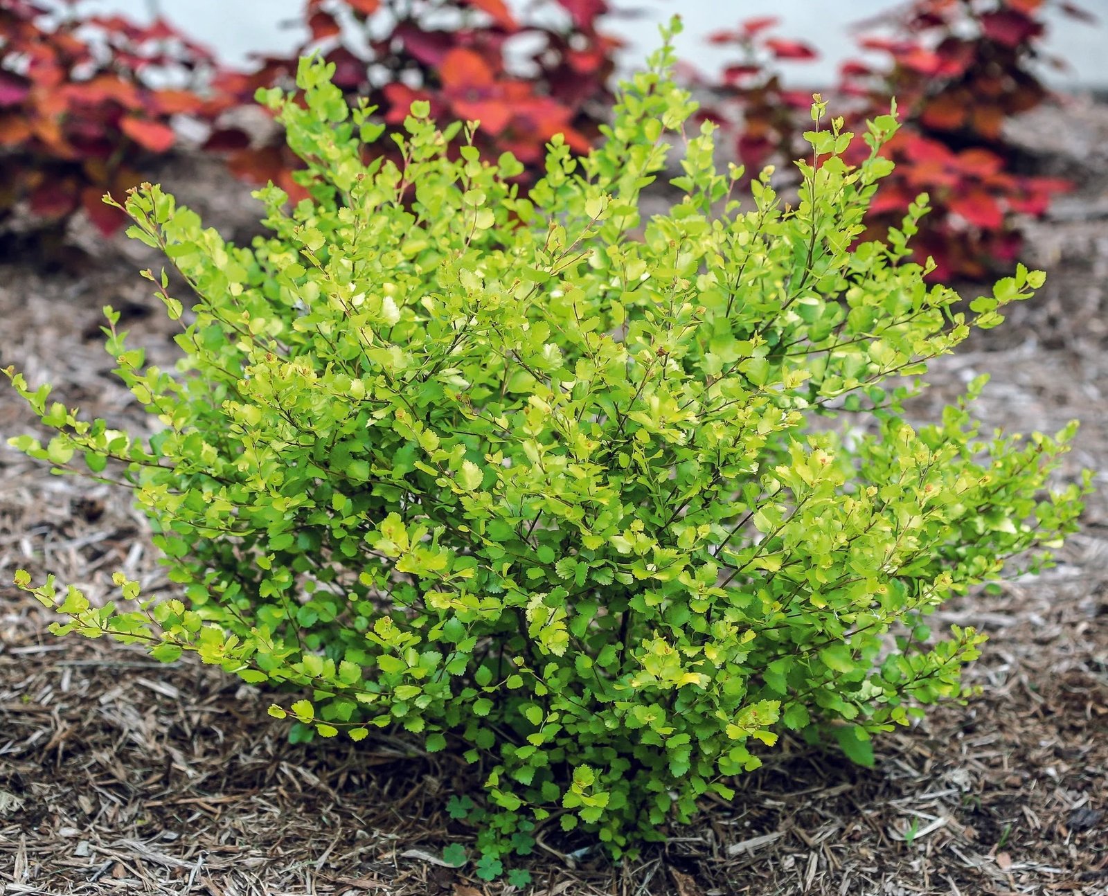 Betula nana ‘Golden Treasure‘ (Beržas keružinis)