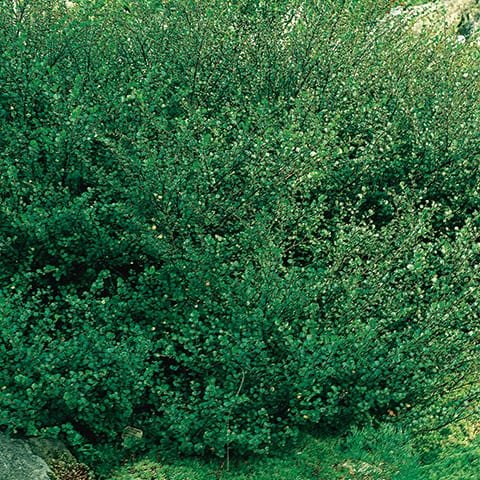 Betula nana (Beržas keružinis)