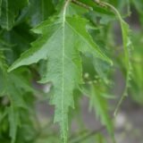 Betula pendula ‘Laciniata‘ (Beržas karpotasis)