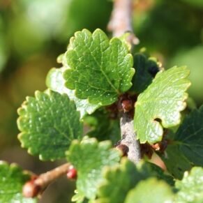 Betula nana  (Beržas keružinis)