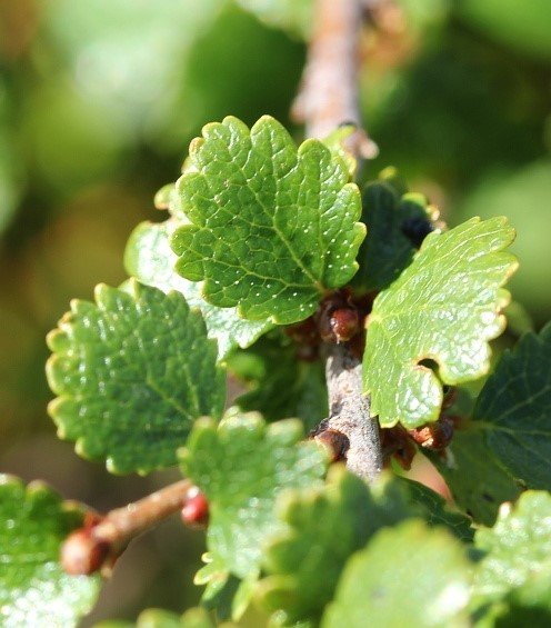 Betula nana (Beržas keružinis)