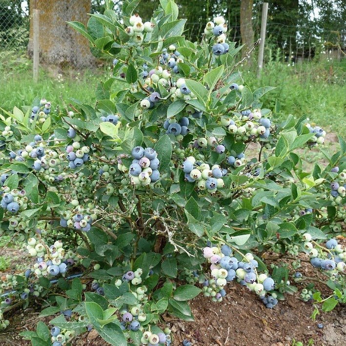 Vaccinium corymbosum ‘Blue Gold‘ (Šilauogė aukštoji)