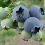 Vaccinium corymbosum ‘Blue Gold‘ (Šilauogė aukštoji)