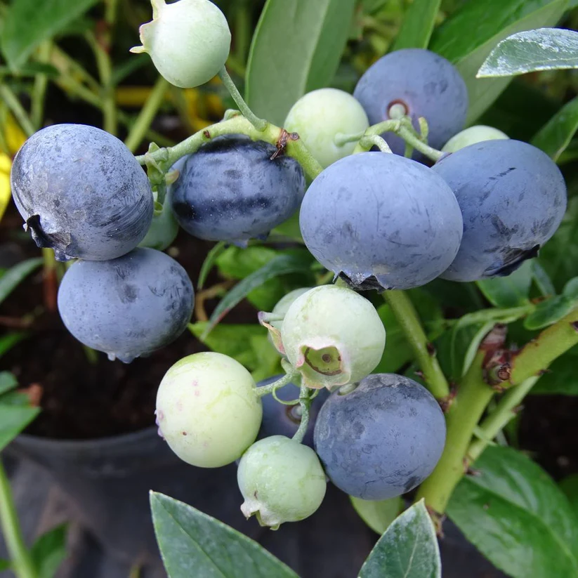 Vaccinium corymbosum ‘Bonus‘ (Šilauogė aukštoji)