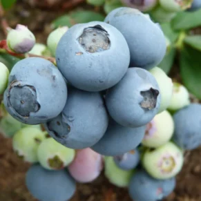 Vaccinium corymbosum ‘Bonus‘ (Šilauogė aukštoji)