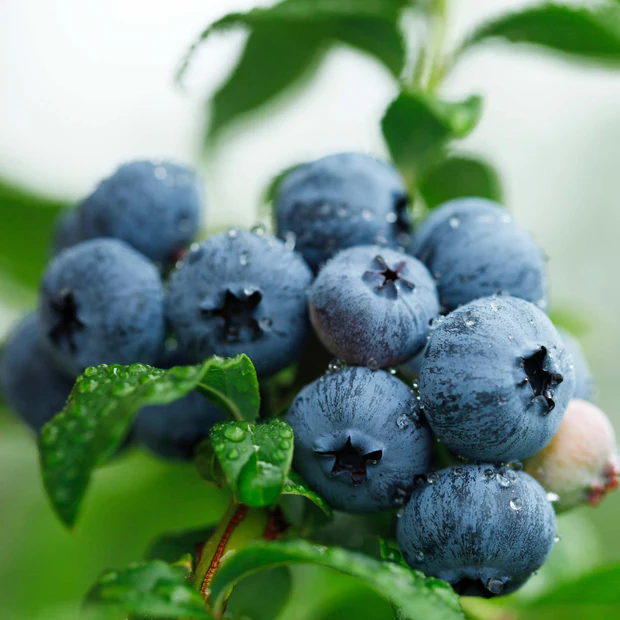 Vaccinium corymbosum ‘Brigitta‘ (Šilauogė aukštoji)
