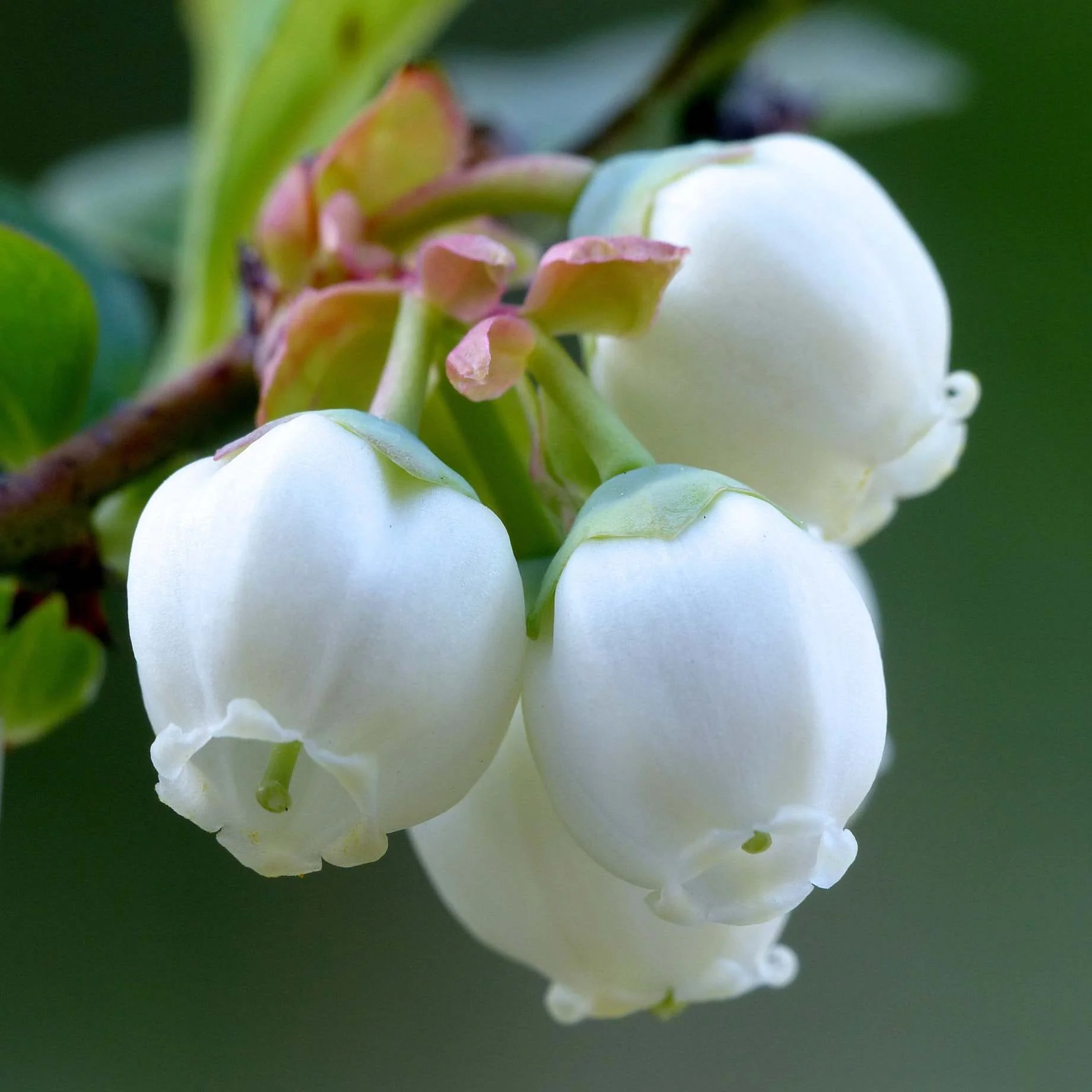 Vaccinium corymbosum ‘Brigitta‘ (Šilauogė aukštoji)