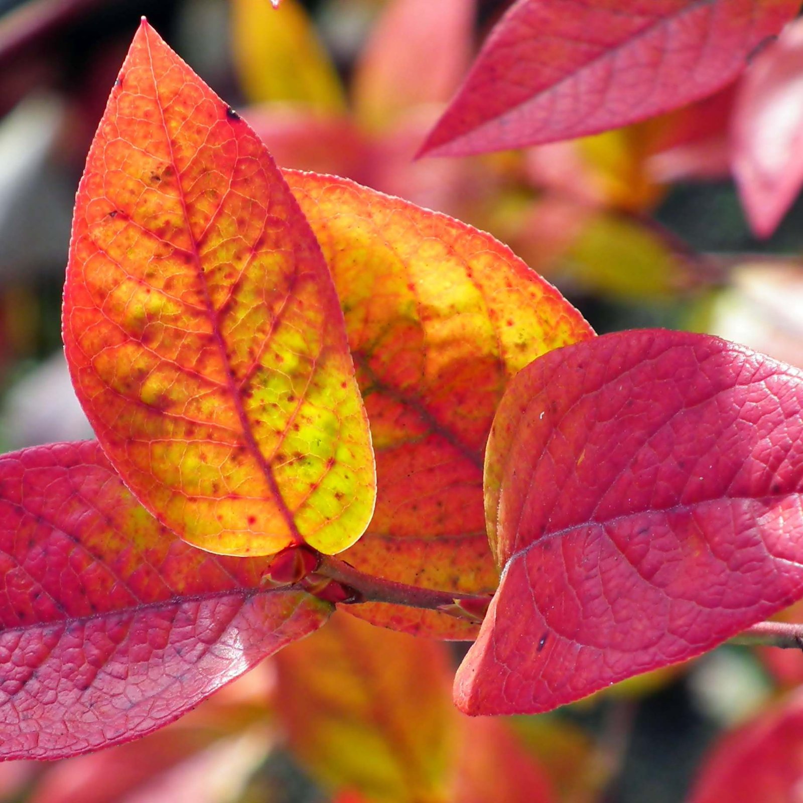 Vaccinium corymbosum ‘Brigitta‘ (Šilauogė aukštoji)