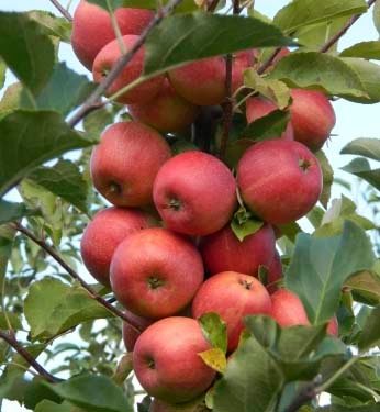 Malus domestica ‘Champion’ (Obelis naminė)