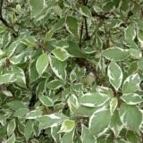 Cornus alba ‘Ivory Halo‘ (Sedula baltoji)