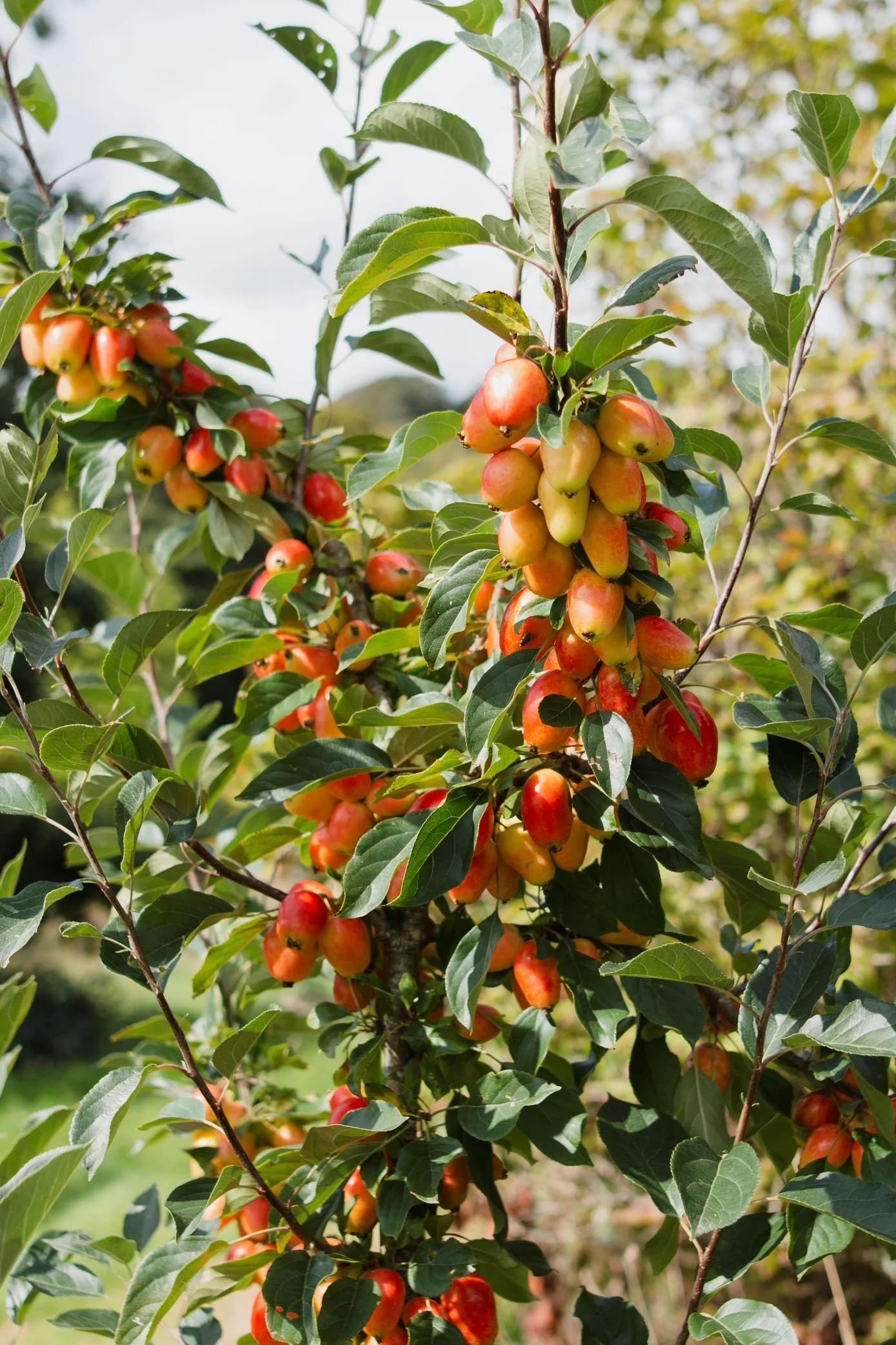 Malus ‘John Dawnie‘ (Obelis)