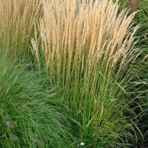 Calamagrostis × acutiflora ‘Karl Foerster’ (Lendrūnas smailiažiedis)