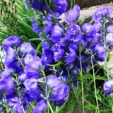 Campanula persicifolia ‘Blue’ (Katilėlis didžiažiedis)