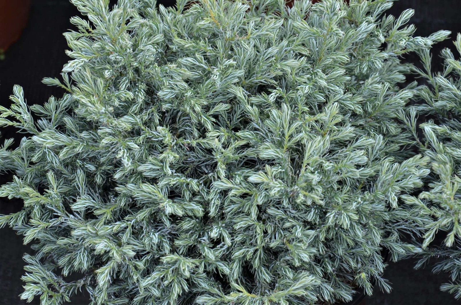 Chamaecyparis pisifera 'Boulevard' (Puskiparisis žirniavaisis)