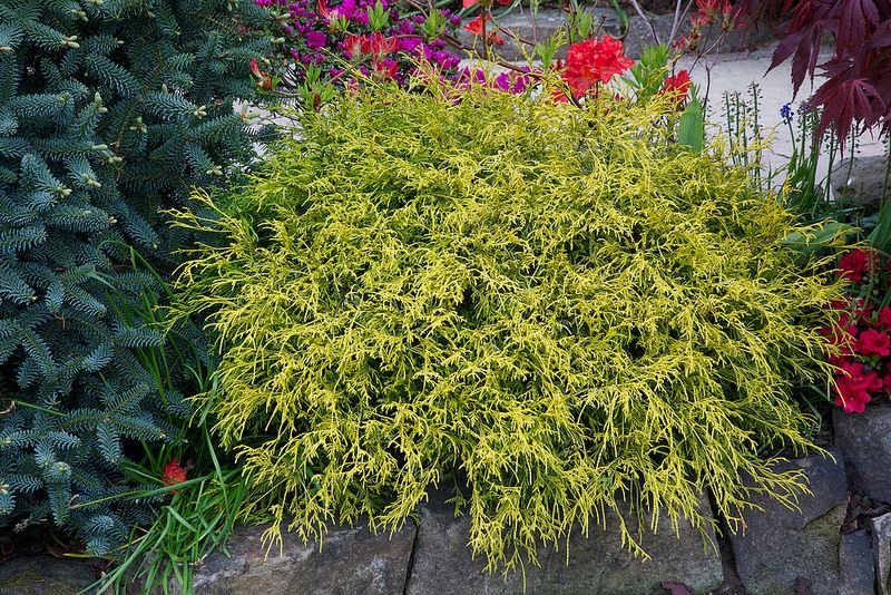 Chamaecyparis pisifera ‘Filifera Aurea Nana ‘ (Puskiparisis žirniavaisis)