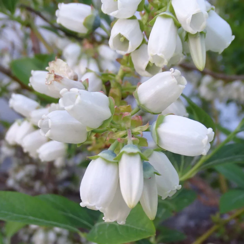 Vaccinium corymbosum ‘Chandler‘ (Šilauogė aukštoji)