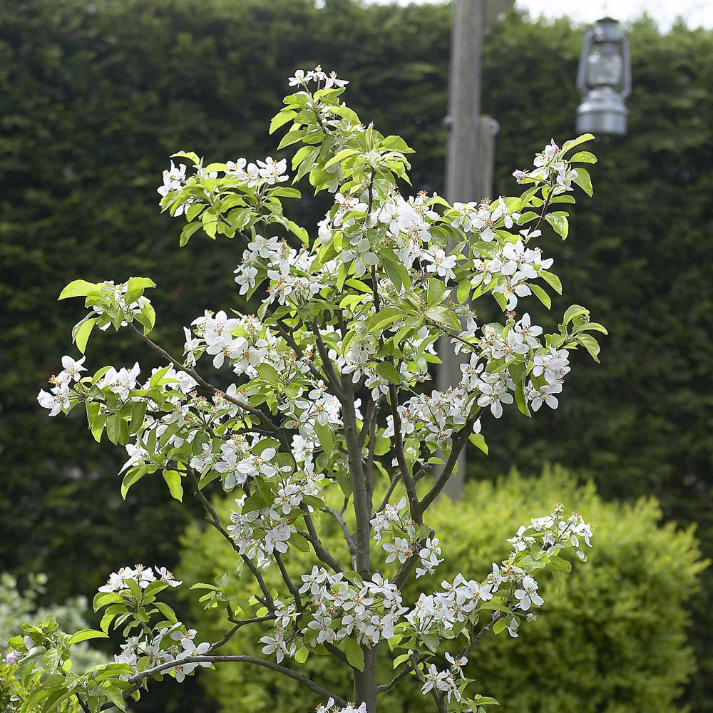 Prunus avium ‘Stella‘ (Trešnė paprastoji)