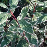 Cornus alba ‘Sibirica Variegata’ (Sedula baltoji)