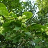 Corylus avellana ‘Katalonijos‘ (Lazdynas paprastasis)