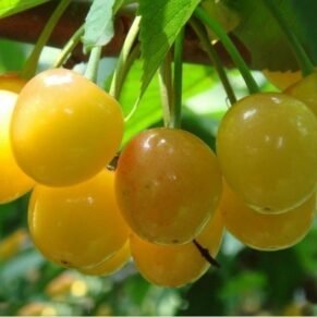 Prunus avium ‘Deniseno Geltona‘ (Trešnė paprastoji)