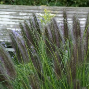 Pennisetum alopecuroides ‘Viridescens‘ (Soruolė plaukuotoji)