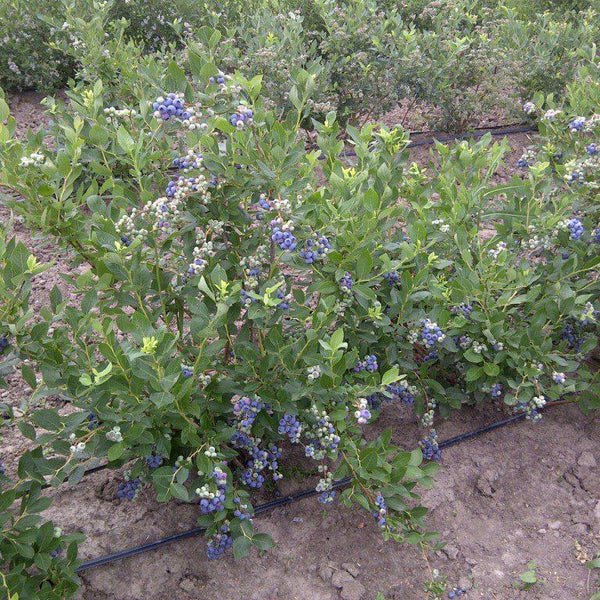 Vaccinium corymbosum ‘Duke‘ (Šilauogė aukštoji)
