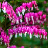 Dicentra spectabilis (Dailieji auskarėliai)