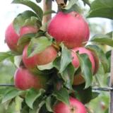 Malus domestica ‘Eline’ (Obelis naminė)