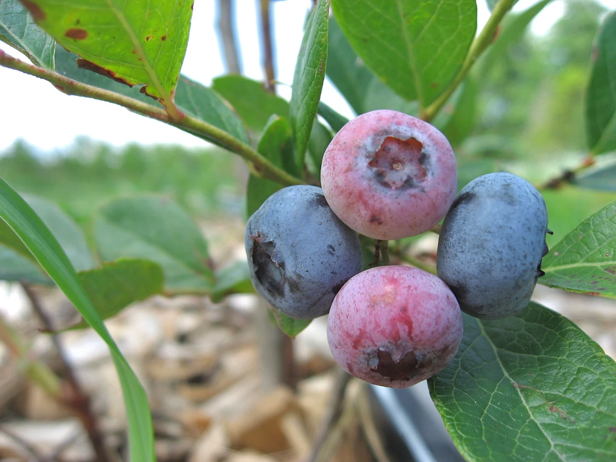 Vaccinium corymbosum ‘Elizabeth‘ (Šilauogė aukštoji)